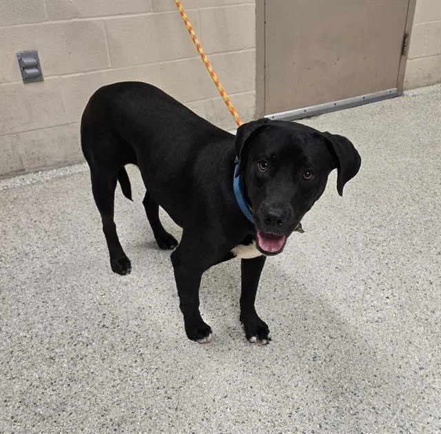 A young large-sized male Labrador Retriever dog named Freddie for adoption in Conroe, TX