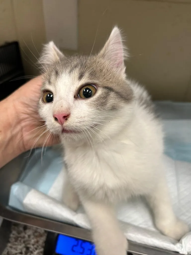 A baby small-sized male Domestic Medium Hair cat named 2026-09-107 for adoption in Winder, GA