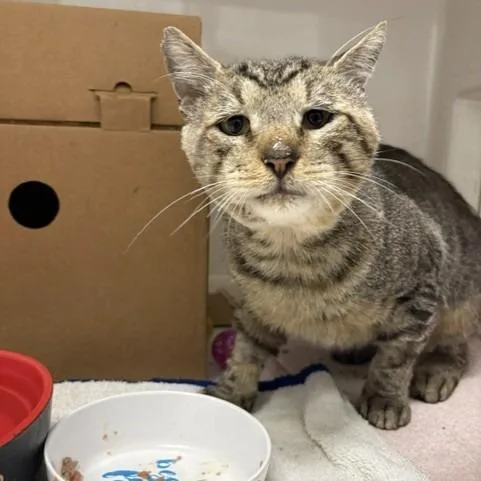 An adult large-sized male Brown / Chocolate American Shorthair cat named Anfurrny for adoption in Novelty, OH