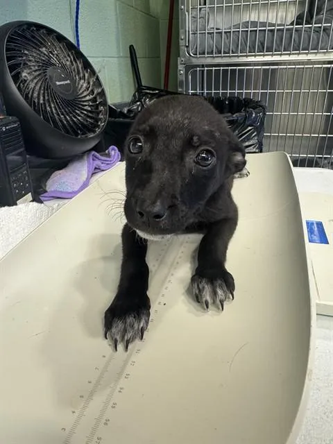 A baby small-sized female American Staffordshire Terrier dog named Jenga for adoption in Grand Prairie, TX