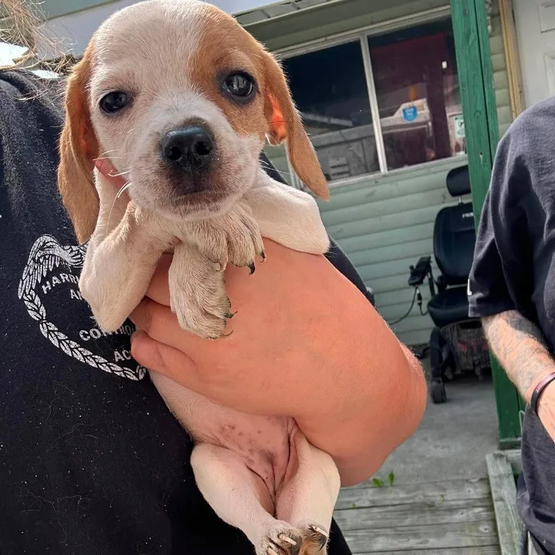 A baby small-sized female White / Cream Beagle dog named Ruby for adoption in Shinnston, WV