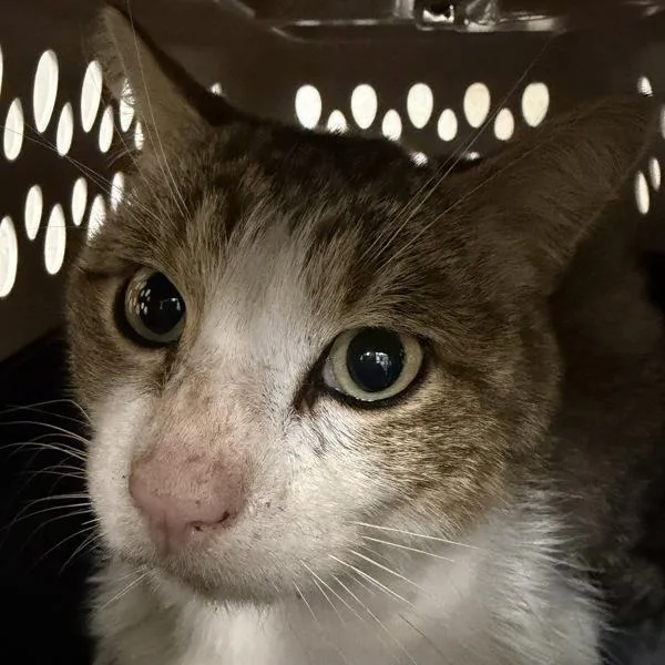 An adult medium-sized male Domestic Short Hair cat named Ben for adoption in Des Moines, IA