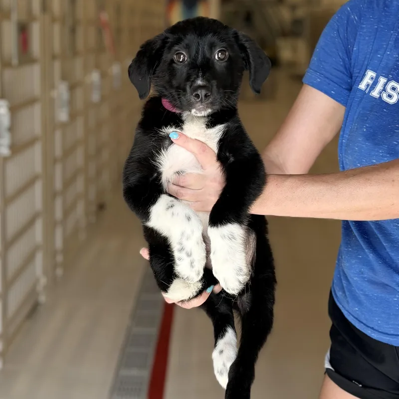 A baby medium-sized female Collie dog named Squeaker for adoption in Chicago, IL
