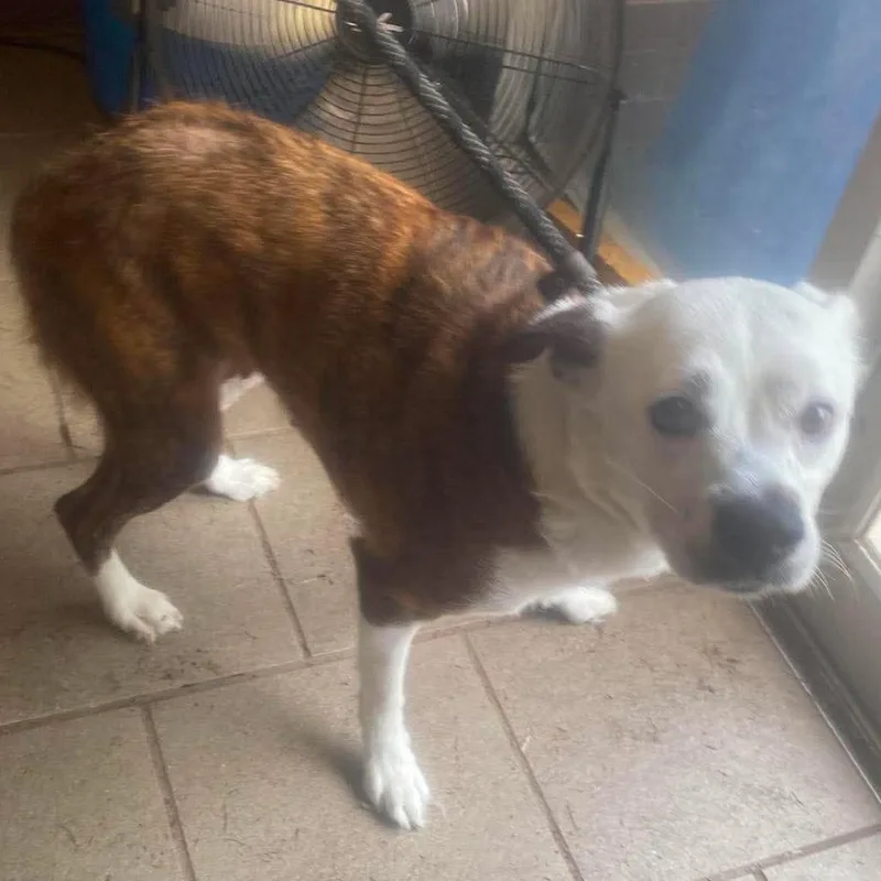 An adult small-sized female Brindle Mixed Breed dog named Peppa Stray Hold for adoption in Huntington, WV