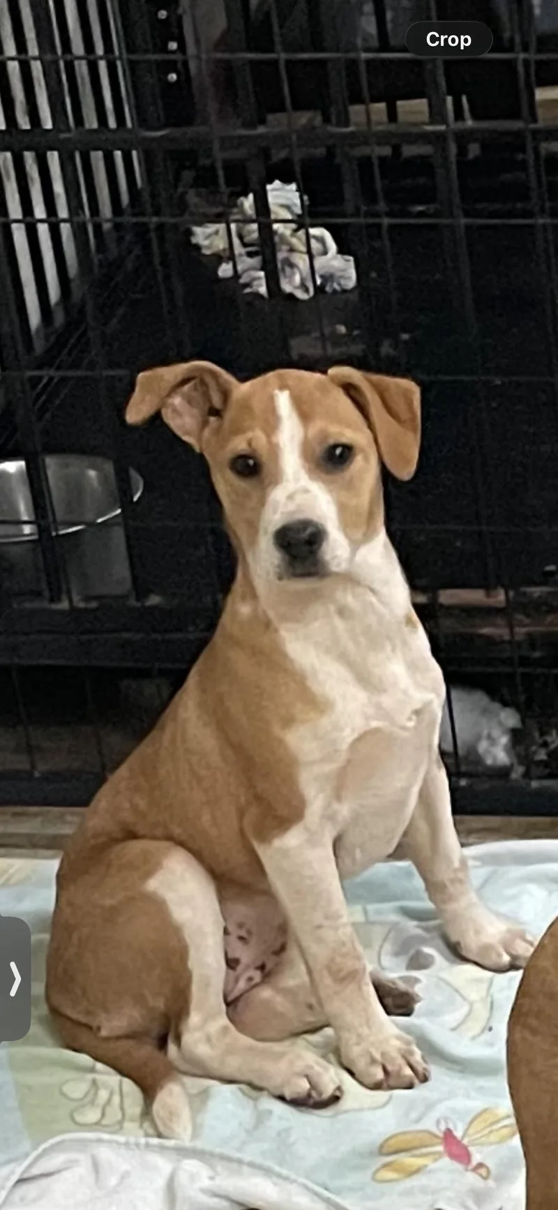 A baby large-sized female Catahoula Leopard Dog dog named Rayna for adoption in Social Circle, GA