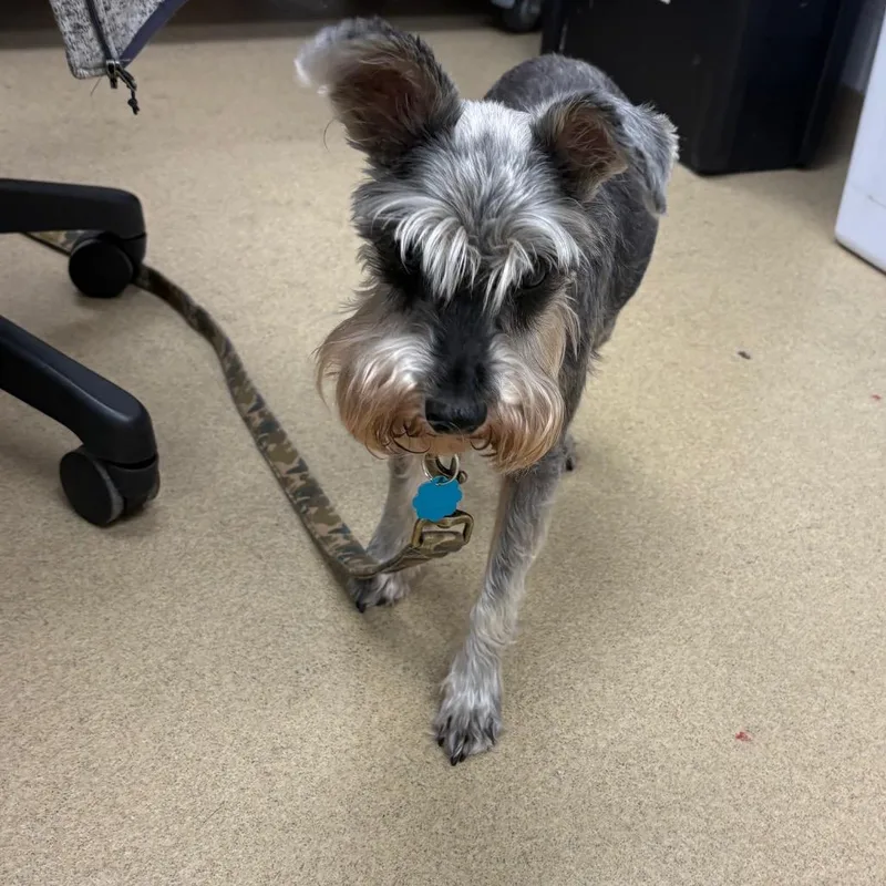 A senior small-sized female Gray / Blue / Silver Schnauzer dog named Patty for adoption in West Palm Beach, FL