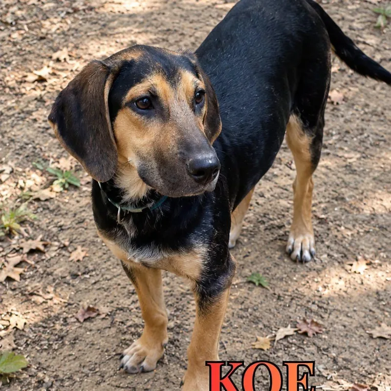 A young medium-sized male Mixed Breed dog named Koe for adoption in Nantucket, MA