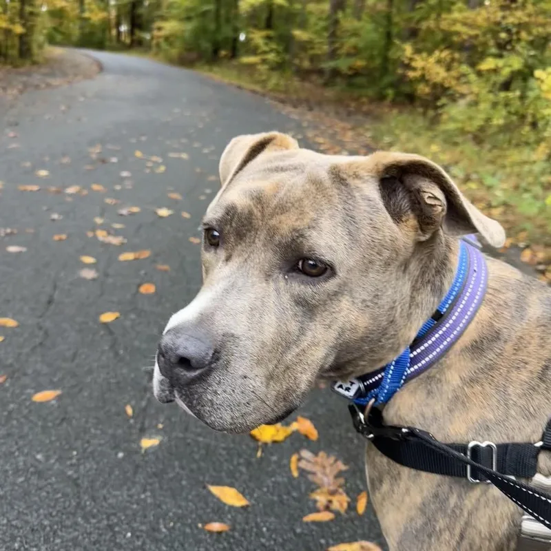 An adult large-sized female Brindle Terrier dog named Brown Sugar for adoption in Fairfax Station, VA