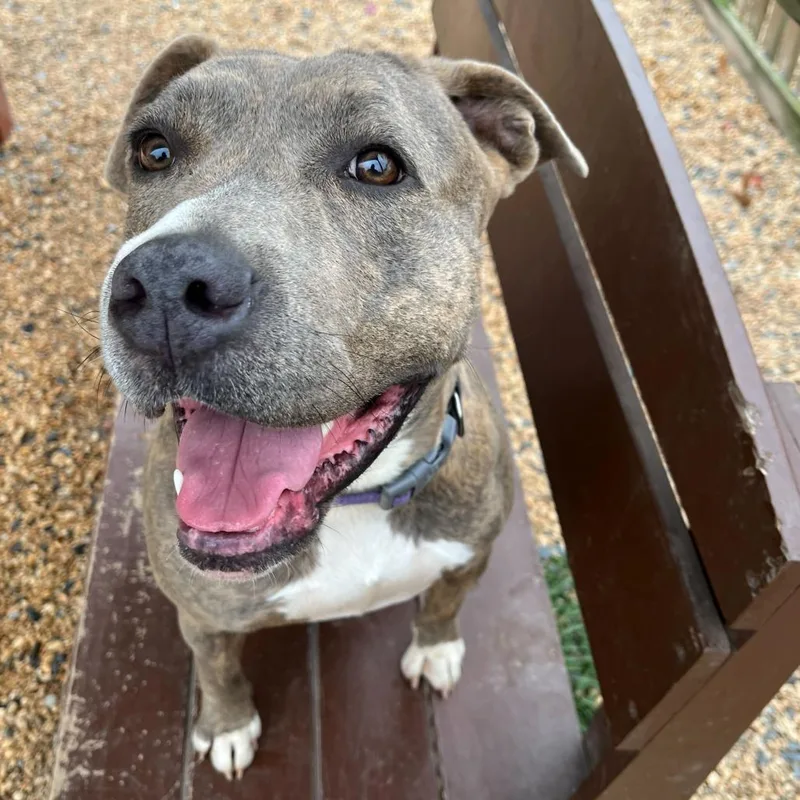 Brown Sugar thumbnail 2