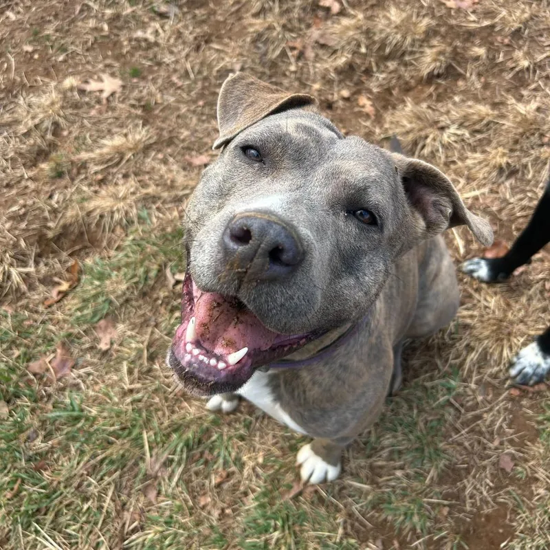 Brown Sugar thumbnail 3