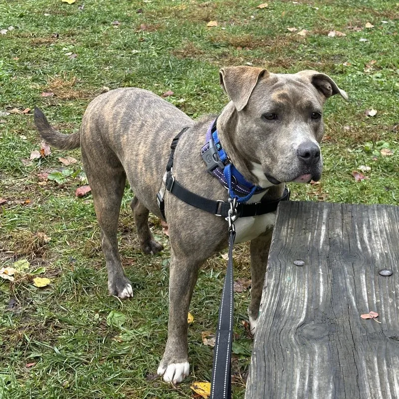 Brown Sugar thumbnail 4