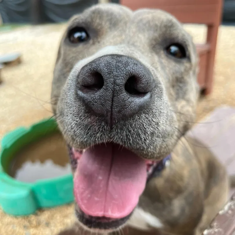 Brown Sugar thumbnail 5