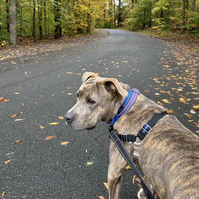 Brown Sugar thumbnail 6