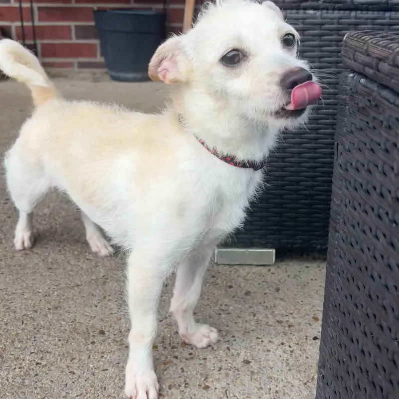 An adult small-sized male White / Cream Terrier dog named Posie for adoption in Manvel, TX