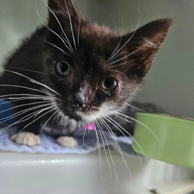 A baby small-sized male Black Domestic Short Hair cat named Tiny for adoption in Ridgely, MD