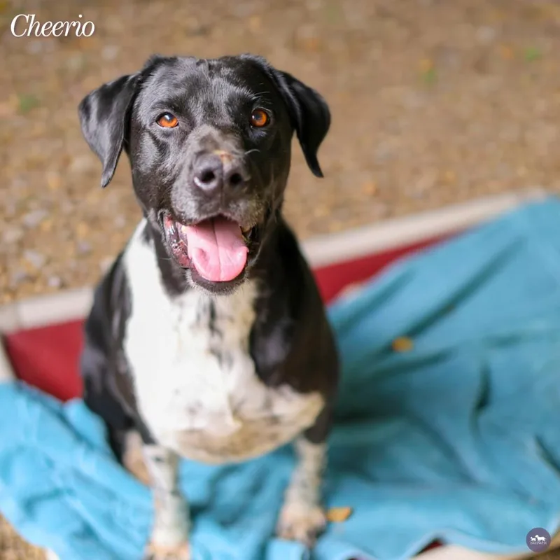 An adult medium-sized female Black Mixed Breed dog named Cheerio for adoption in Hopkinton, MA