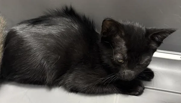 A baby small-sized female Domestic Short Hair cat named Sf Meowsy for adoption in Lawrenceville, GA