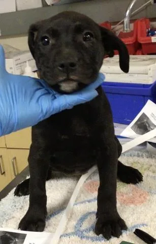 A young small-sized female Pit Bull Terrier dog named Ruby for adoption in Riverside, CA