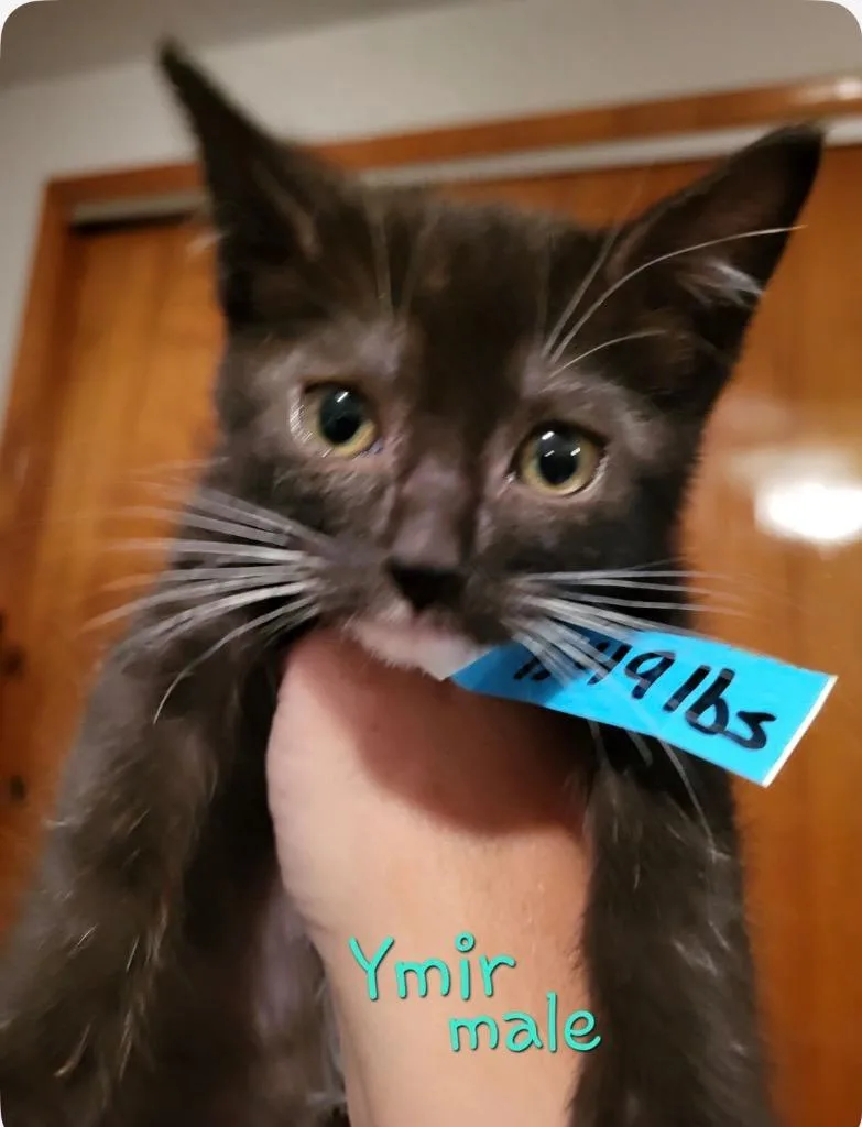 A baby medium-sized male Domestic Short Hair cat named Ymir for adoption in Wintersville, OH
