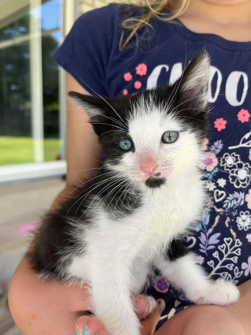 A baby medium-sized male White Domestic Short Hair cat named Twilight Sparkle for adoption in Fruit Heights, UT
