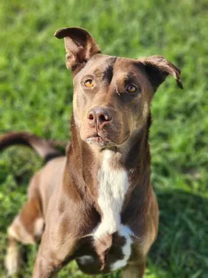An adult extra large-sized male Mixed Breed dog named Bear for adoption in Gainesville, FL