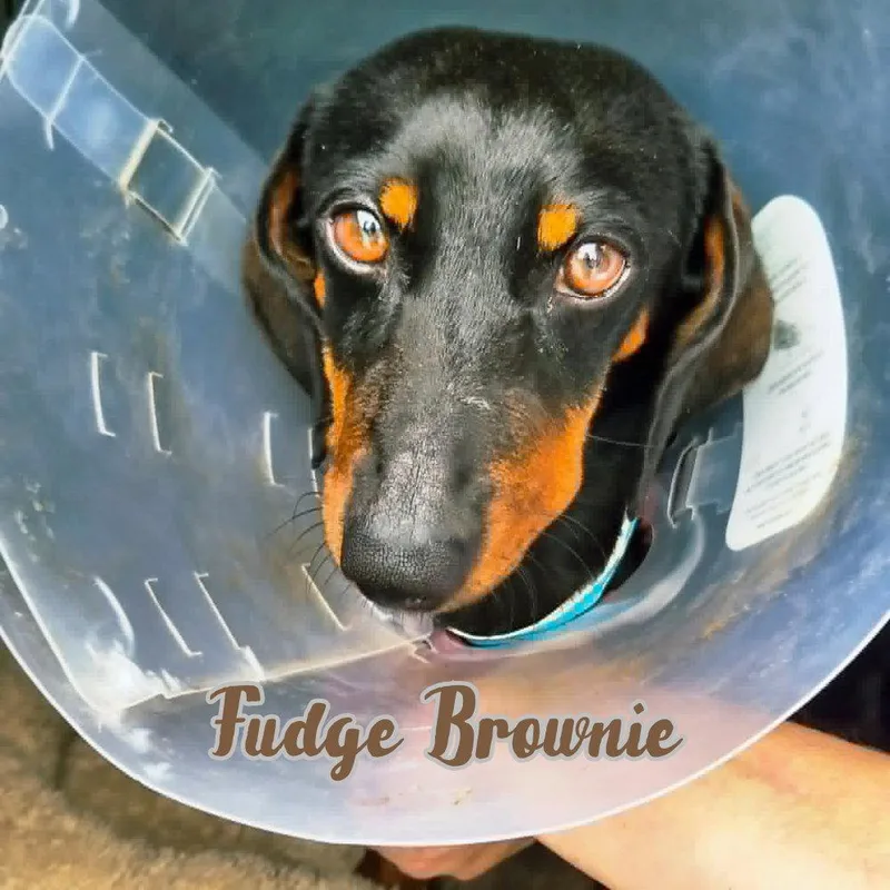 Fudge Brownie thumbnail 3