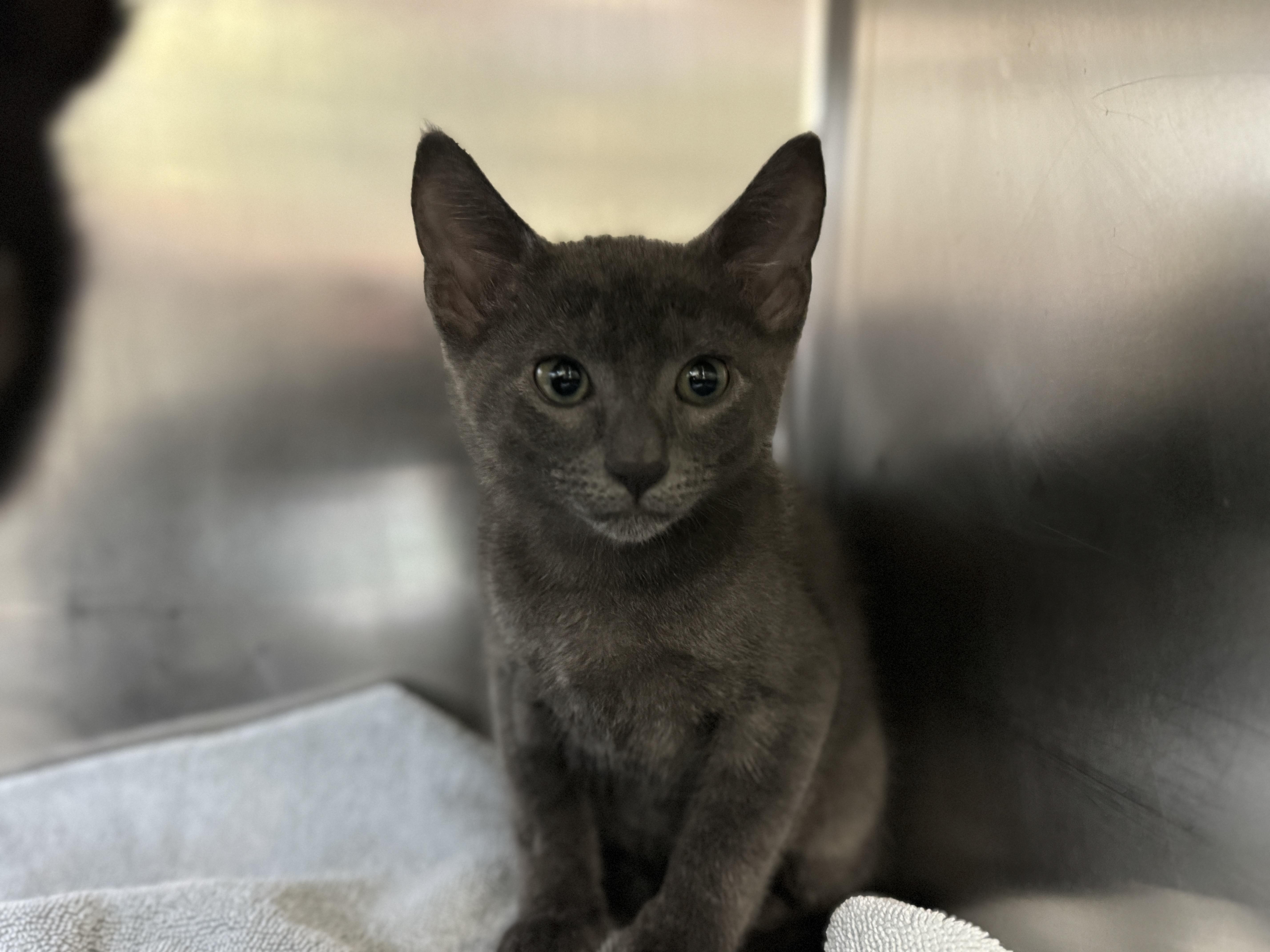 An adult large-sized male Gray / Blue / Silver Domestic Short Hair cat named Slate for adoption in Houston, TX
