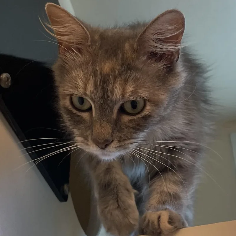 An adult medium-sized female Tortoiseshell Domestic Short Hair cat named Sea Breeze for adoption in Norman, OK