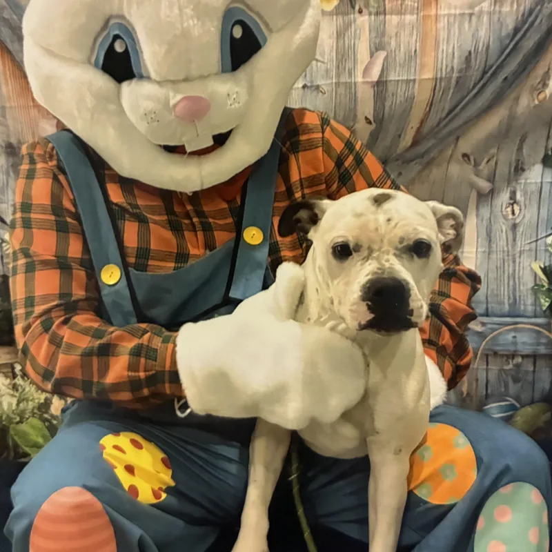 An adult medium-sized female White / Cream American Bulldog dog named Caicos for adoption in Cornelius, NC