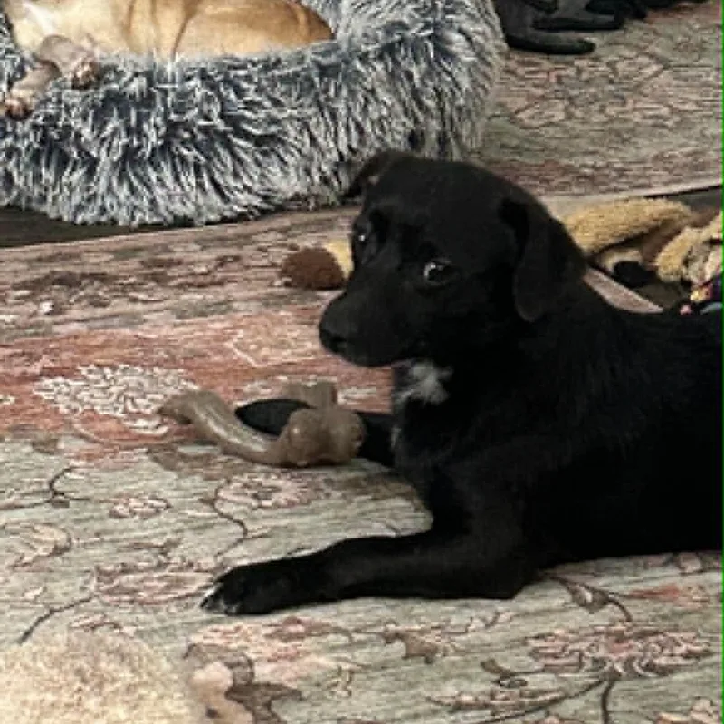 A young small-sized male Black Chihuahua dog named Derrick for adoption in Justin, TX