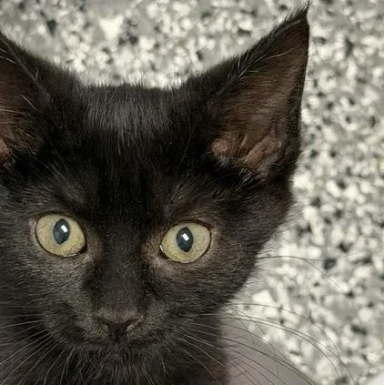 A baby large-sized female Domestic Short Hair cat named Costco for adoption in Bryan, OH