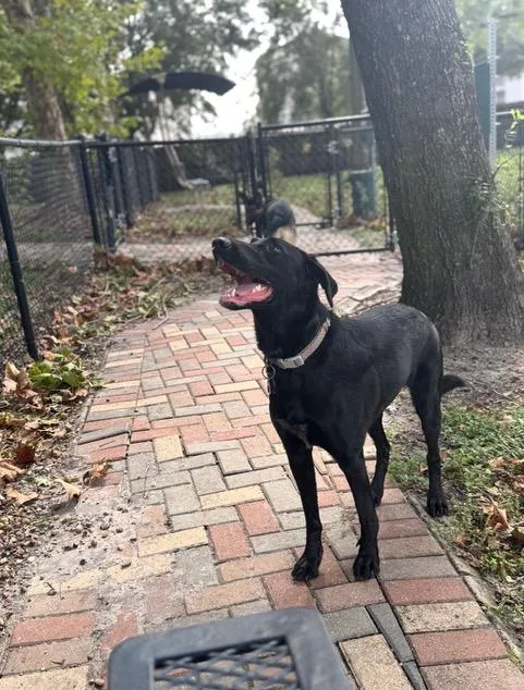 An adult medium-sized male Black Labrador Retriever dog named Pepper for adoption in Longwood, FL