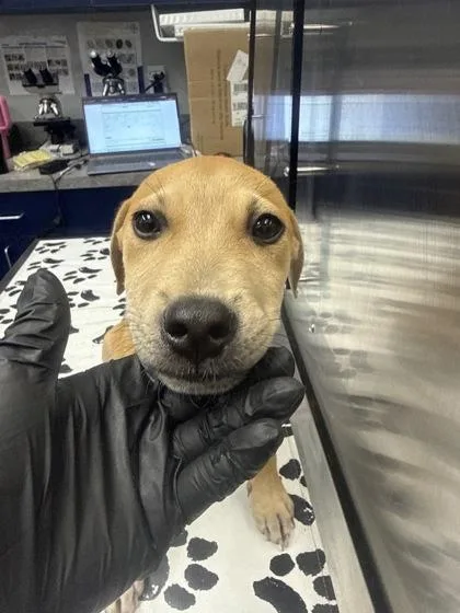 A young small-sized male Terrier dog named B Math for adoption in North Charleston, SC