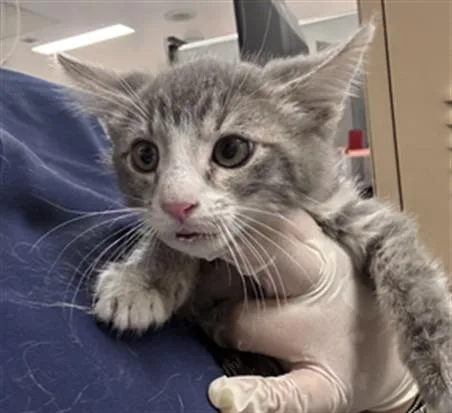 A baby small-sized male Domestic Short Hair cat named Micah for adoption in Thousand Palms, CA