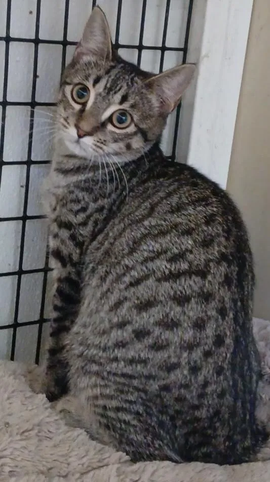 A young small-sized female Gray & White Tabby cat named Lucy for adoption in Tappahannock, VA