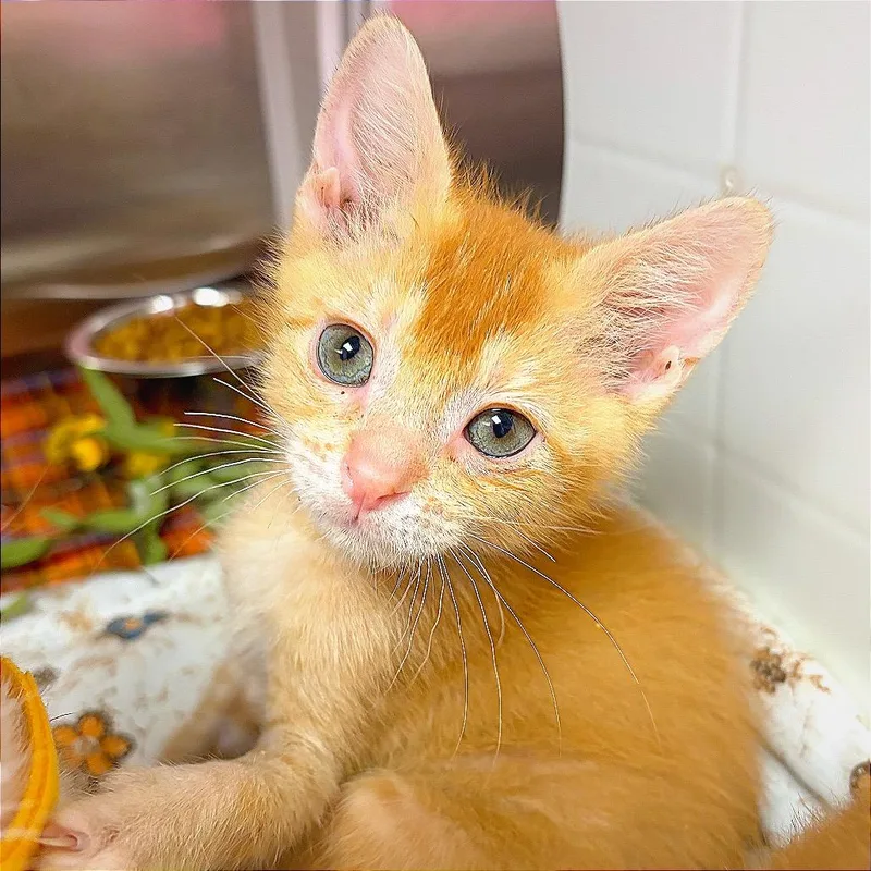 A baby small-sized male Orange / Red Domestic Short Hair cat named Ross for adoption in Hannibal, MO