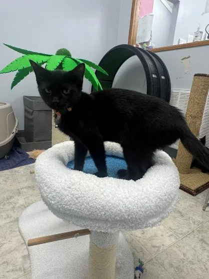 A baby medium-sized female Black Domestic Short Hair cat named Jane for adoption in Mount Vernon, OH