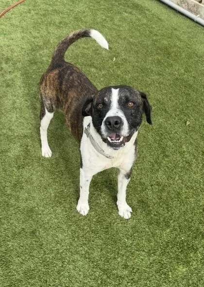 An adult medium-sized male Brindle American Staffordshire Terrier dog named Odem for adoption in Houston, TX
