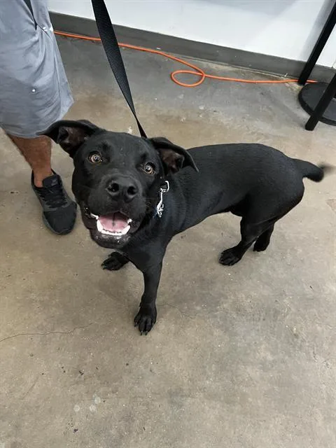 A young large-sized male Mixed Breed dog named Blake for adoption in Dallas, TX