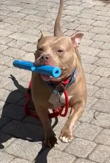 An adult large-sized female Pit Bull Terrier dog named Artemis for adoption in Washington, DC