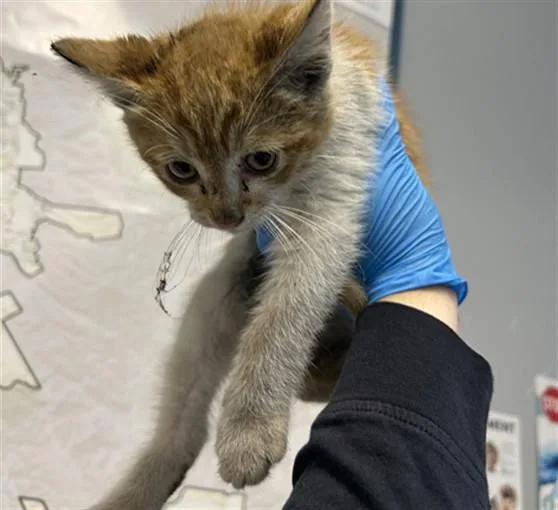 A baby small-sized male Domestic Short Hair cat named Bartolomeow for adoption in San Jose, CA