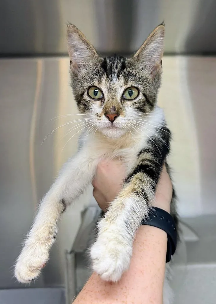 A baby medium-sized male Domestic Short Hair cat named Fedex for adoption in Bryant, AR