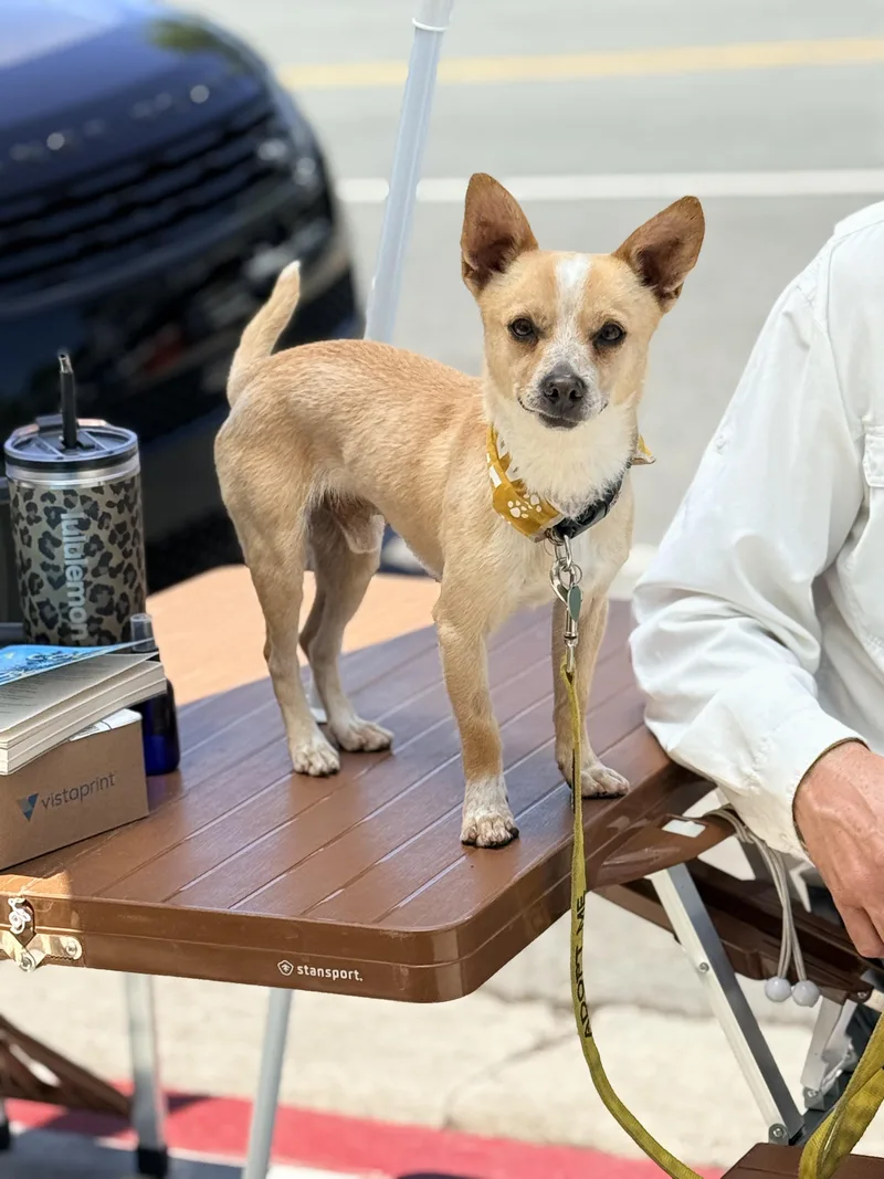 An adult small-sized male Apricot / Beige Chiweenie dog named Diego for adoption in El Segundo, CA