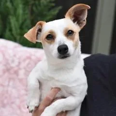A young small-sized female White / Cream Chihuahua dog named Kaci for adoption in Conroe, TX
