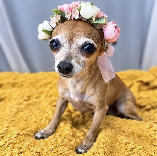 An adult small-sized female Yellow / Tan / Blond / Fawn Chihuahua dog named Omi for adoption in Foley, AL