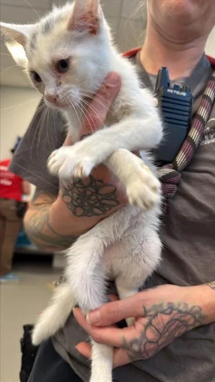 A baby small-sized female Domestic Short Hair cat named Kay for adoption in West Chester, PA