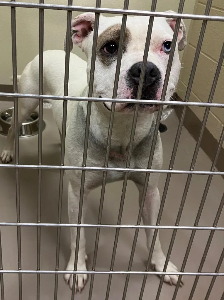 An adult medium-sized male Pit Bull Terrier dog named Spot for adoption in Christiansburg, VA
