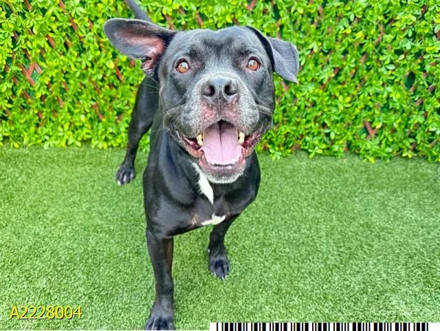 An adult medium-sized male Mixed Breed dog named Louis for adoption in West Palm Beach, FL