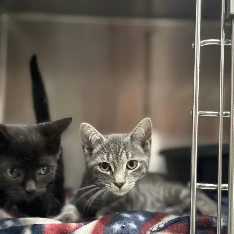A baby small-sized male Gray / Blue / Silver Domestic Short Hair cat named Henry for adoption in Manheim, PA