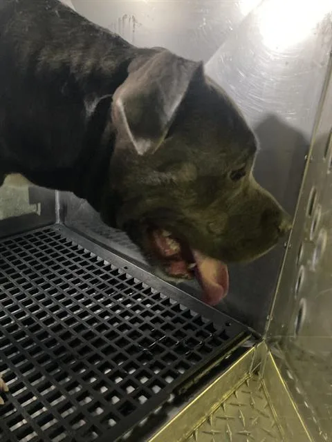 A young large-sized female Mixed Breed dog named Stormee for adoption in Dallas, TX